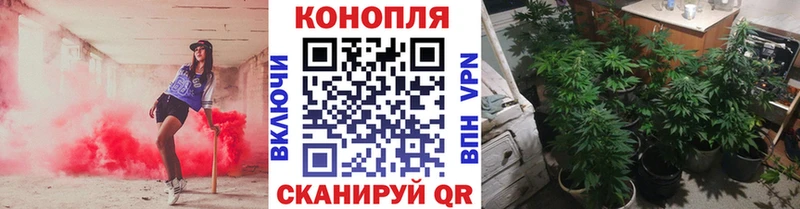 Конопля сатива Киров